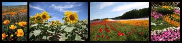 flowerLightbox